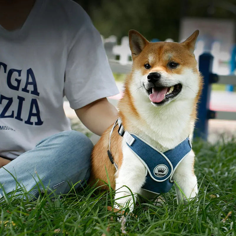 Green adjustable mesh dog harness with reflective strips and a metal D-ring on a dog.