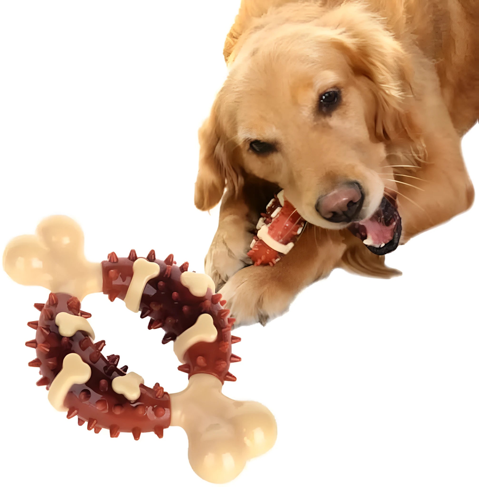 Bone-shaped natural rubber dog molar toy for teeth grinding in two sizes