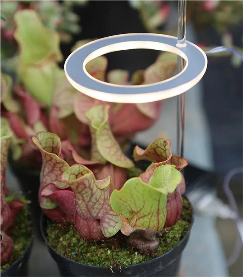 USB LED plant grow light with acrylic stick showing pink/white or yellow colour options