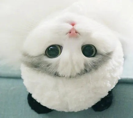 White wool panda costume pet hat for cats and small dogs, size S and M options