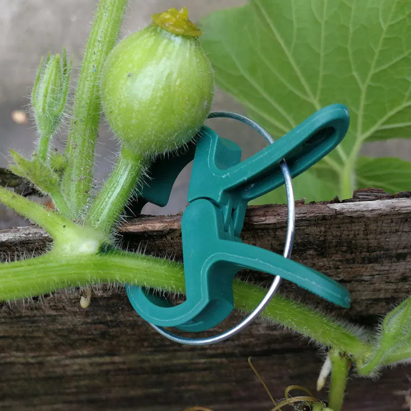 Green plastic and zinc plant fixing clips, large and small sizes, for training climbing vines and tomatoes.