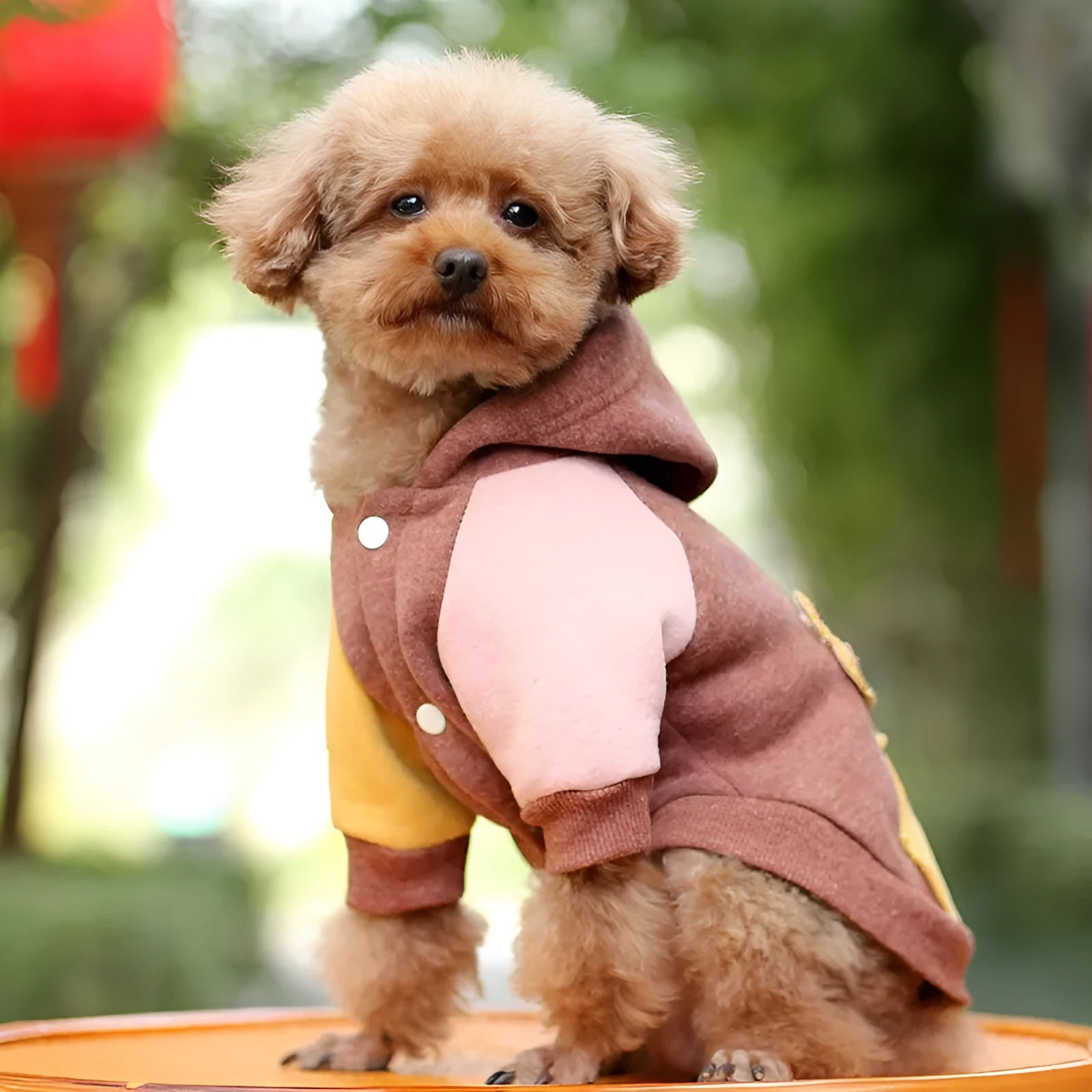 Brown cotton dog sweatshirt on a pet, showing casual fit and soft fabric texture.