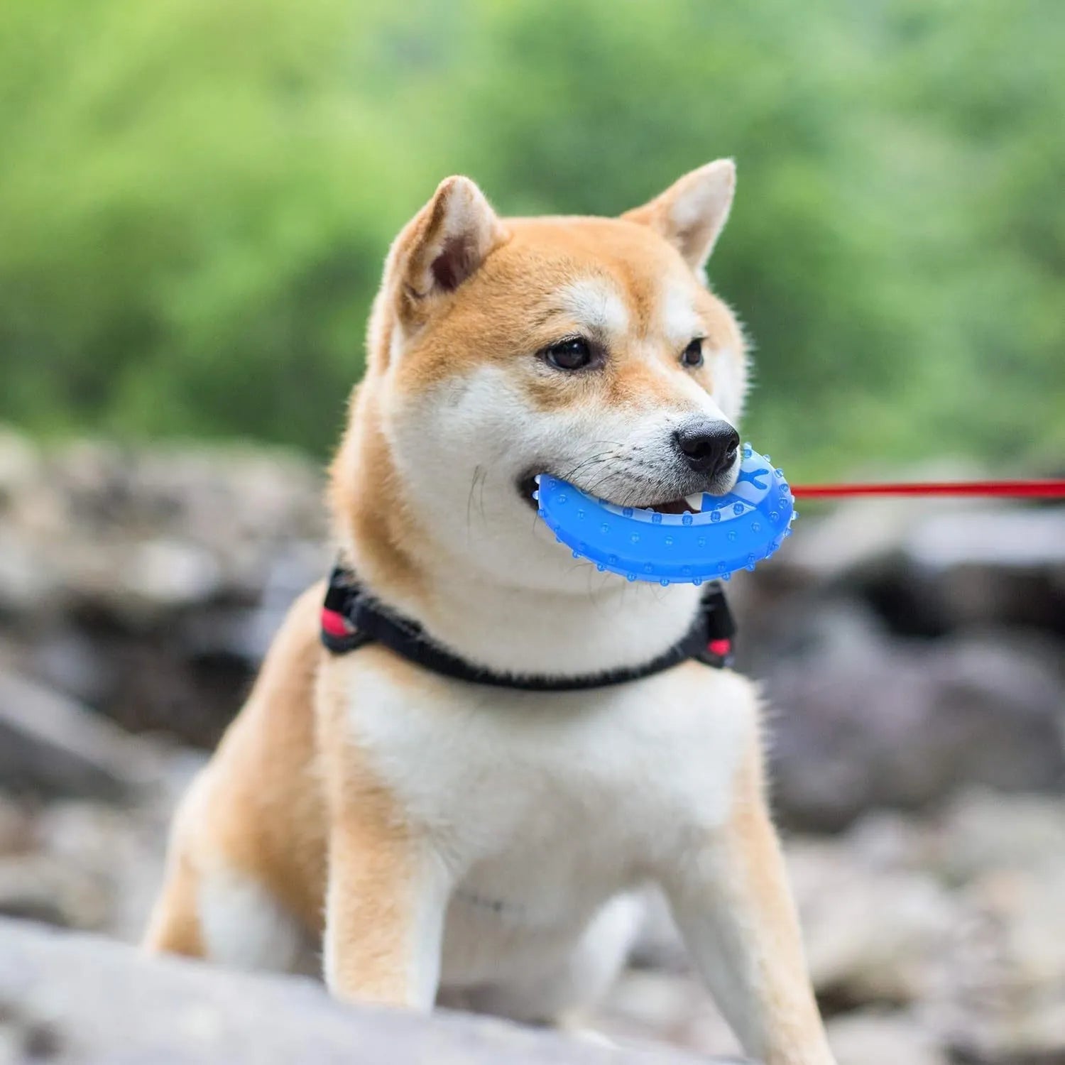 Freezable water-filled dog cooling teether chew toy in bone and circle shapes