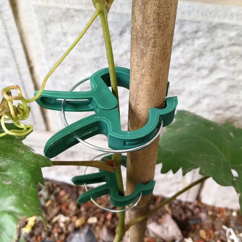 Green plastic and zinc plant fixing clips, large and small sizes, for training climbing vines and tomatoes.