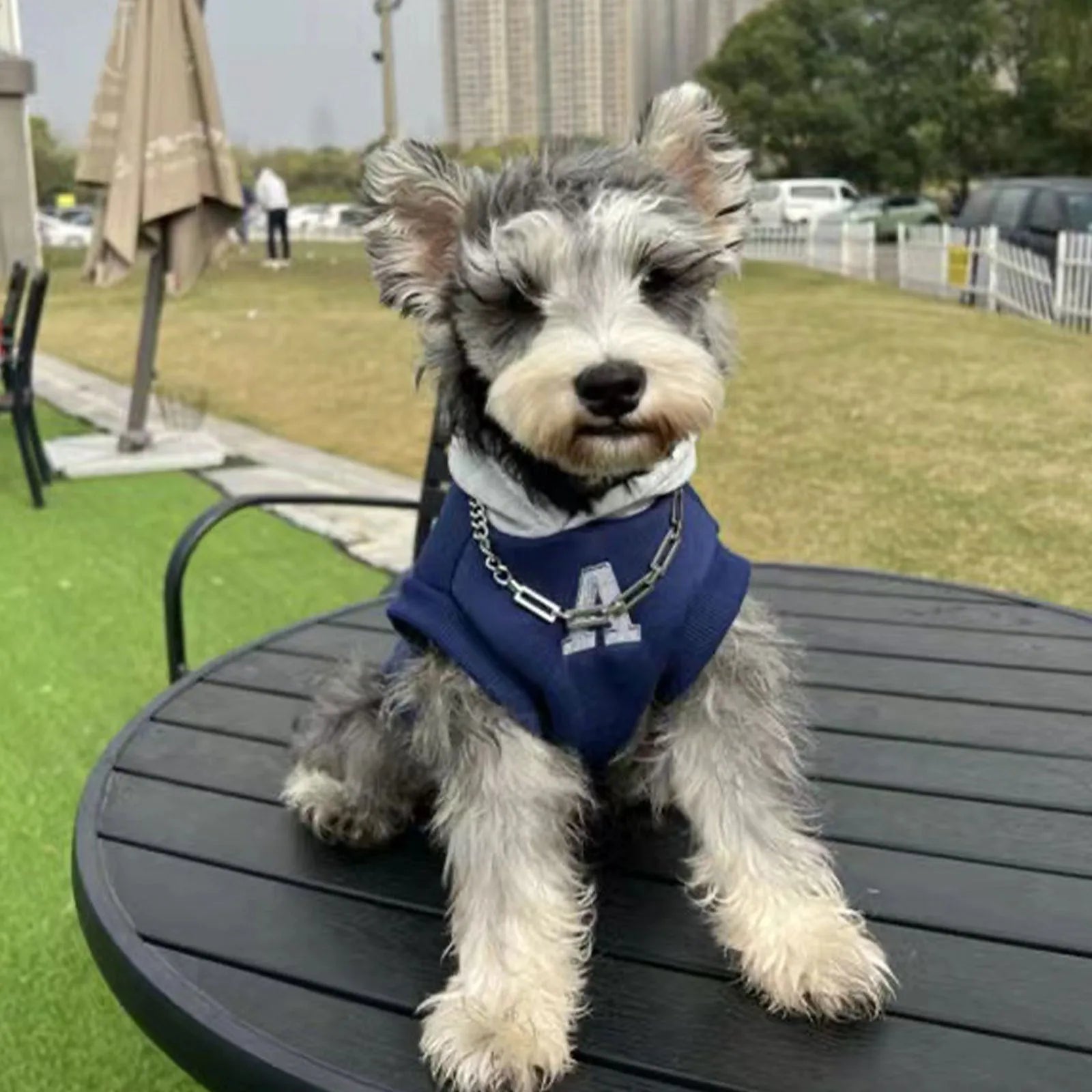 Blue and grey-white pet hoodie with reflective lettering for cats and dogs
