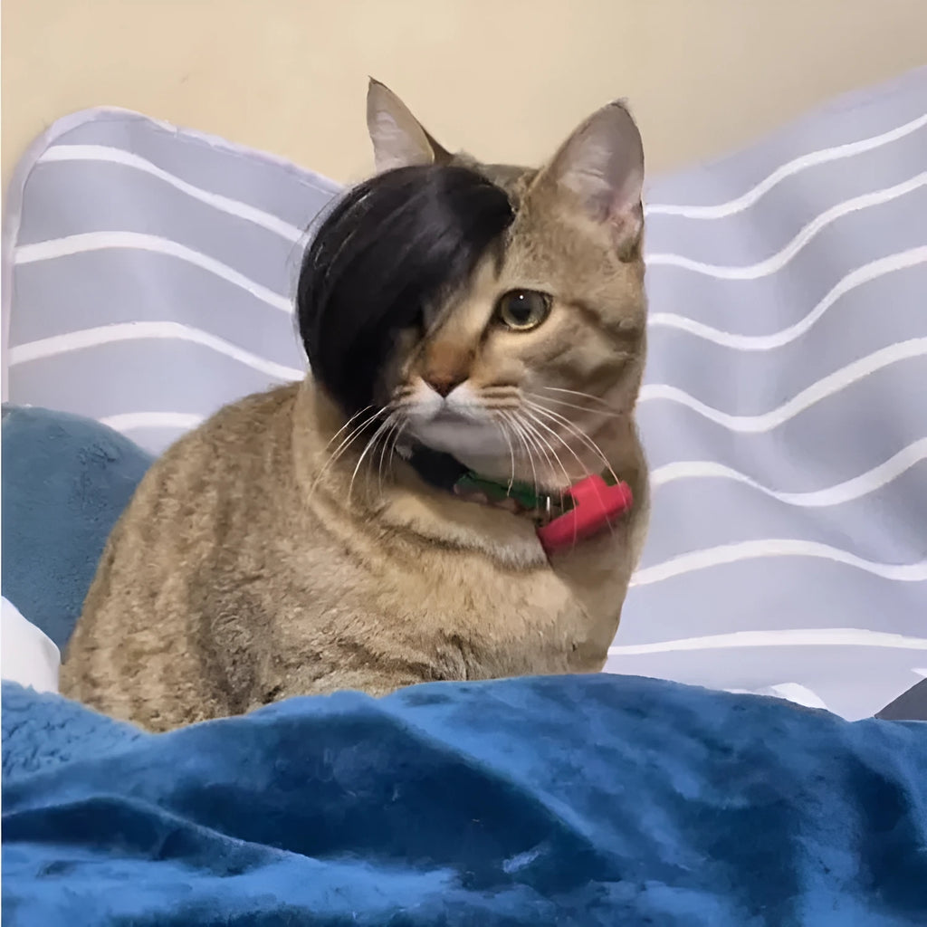 Black imitation braid cat wig with elastic band for pet costume dress up