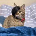Black imitation braid cat wig with elastic band for pet costume dress up