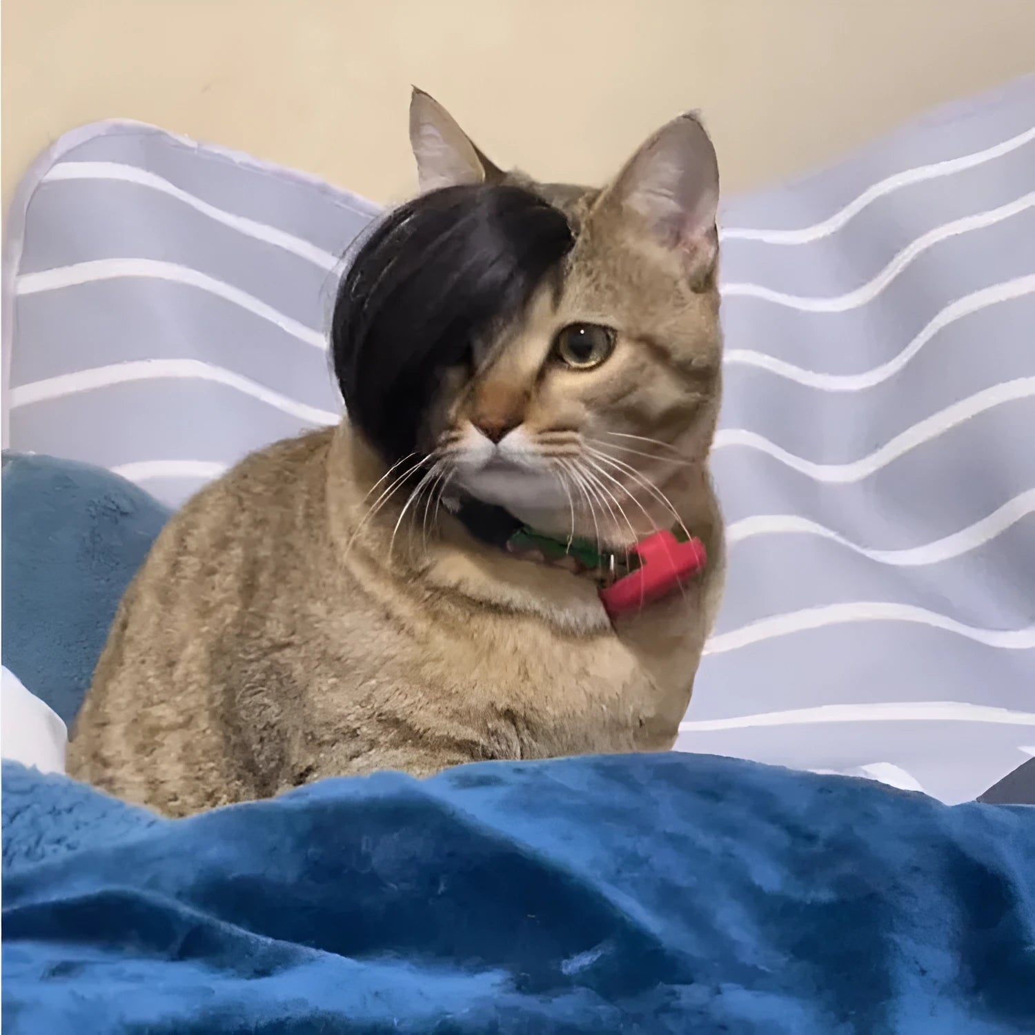 Black imitation braid cat wig with elastic band for pet costume dress up