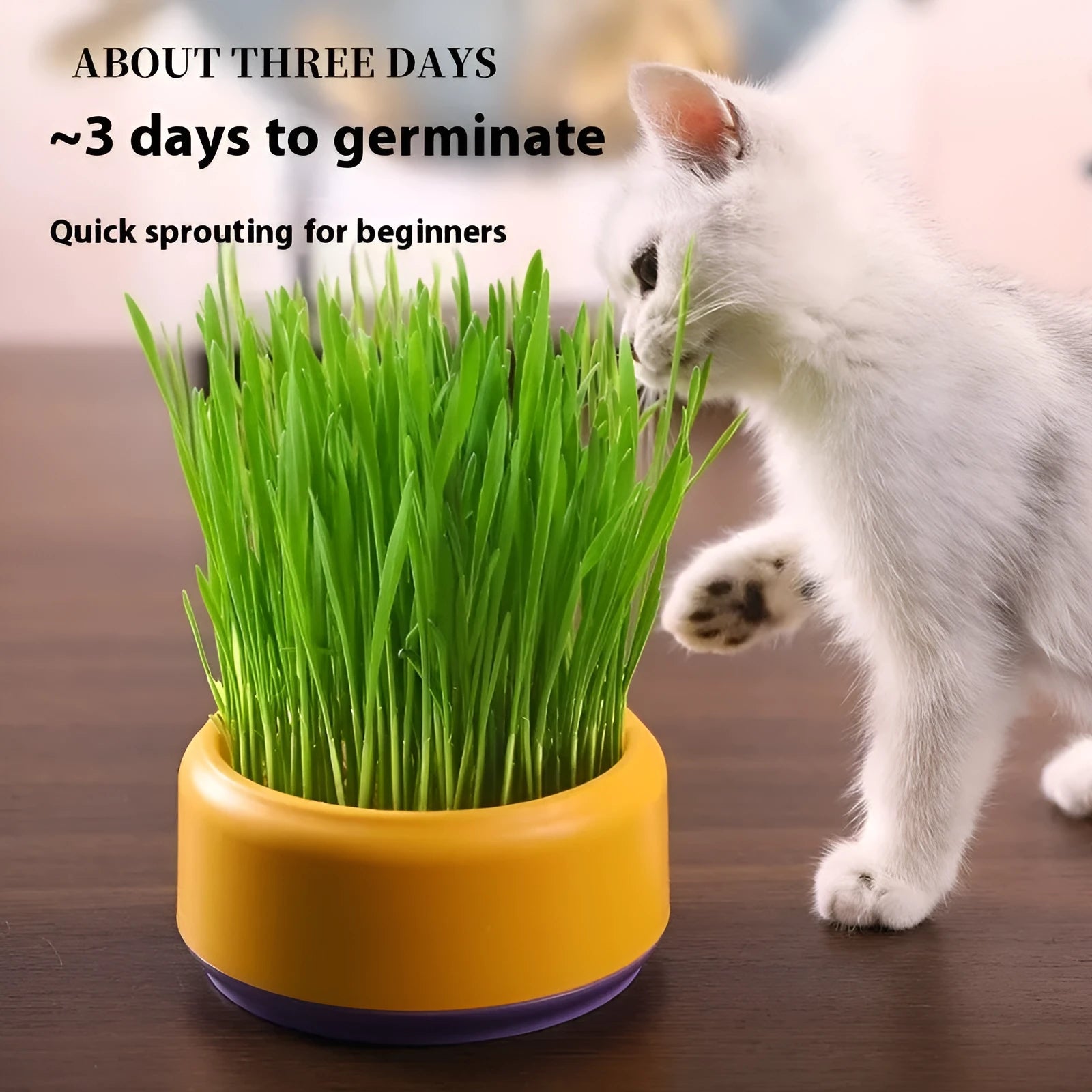 Hydroponic cat grass kit with plastic growing cup and five seed packs for soilless indoor pet grass cultivation
