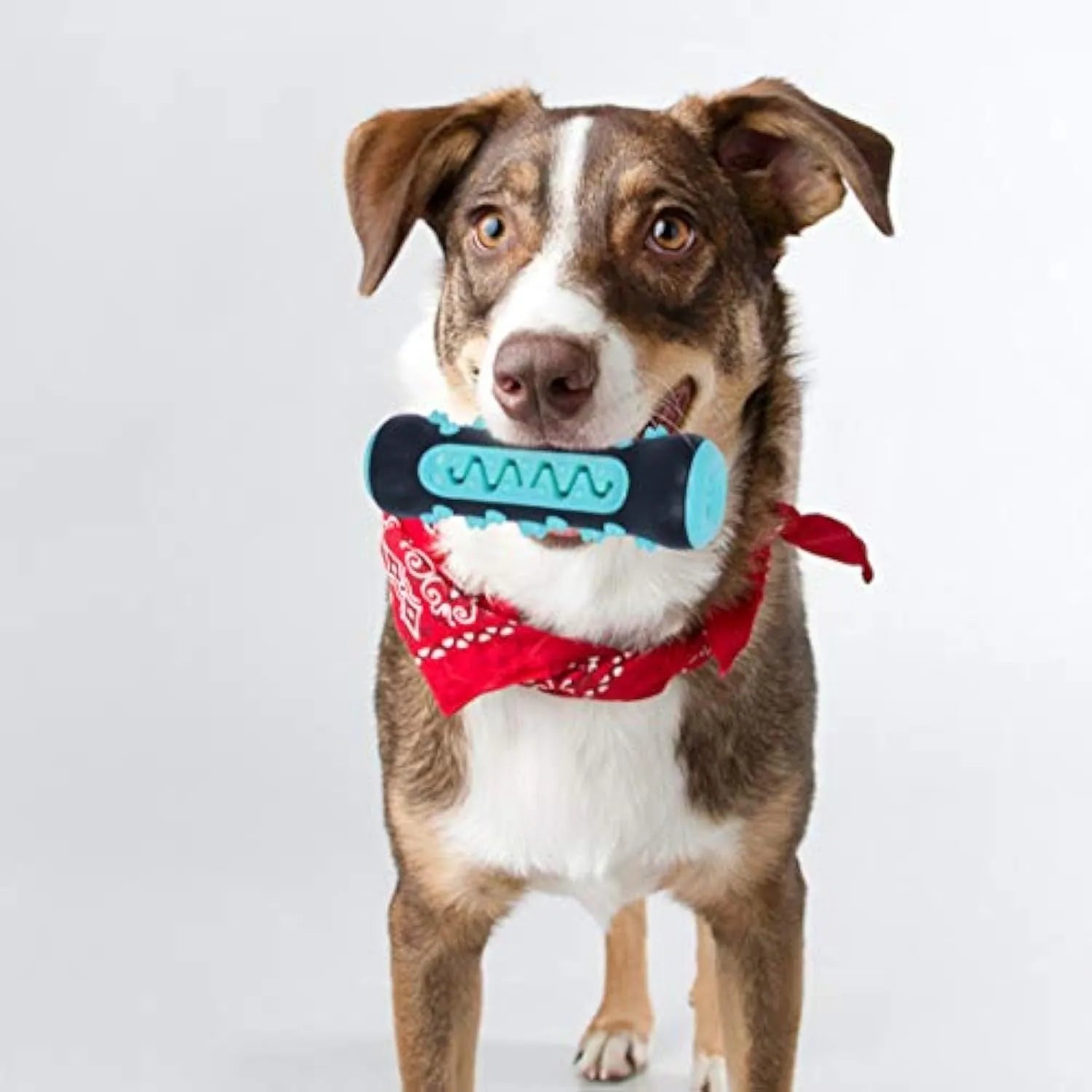 Natural rubber dog toothbrush chew toy for dental cleaning in blue colour