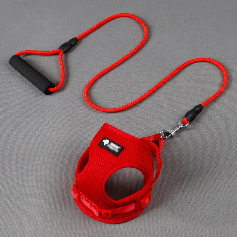 Blue dog leash and collar set with foam handle for small dogs up to 10kg