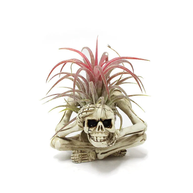 Gothic style resin Tillandsia bracket with skull decoration for air plants, measuring 7cm by 8cm by 12.5cm.