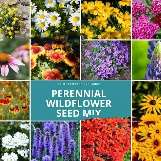 Packet of mixed wildflower seeds containing Purpleflower Holly Leaf for cold and drought resistant garden planting.