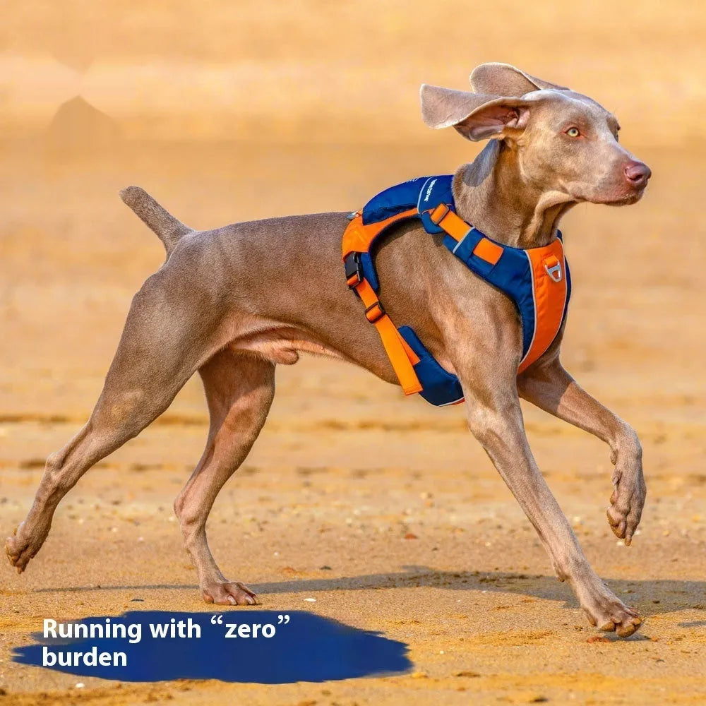 Orange blue nylon dog chest strap vest with hand rope lead shown on medium-sized dog