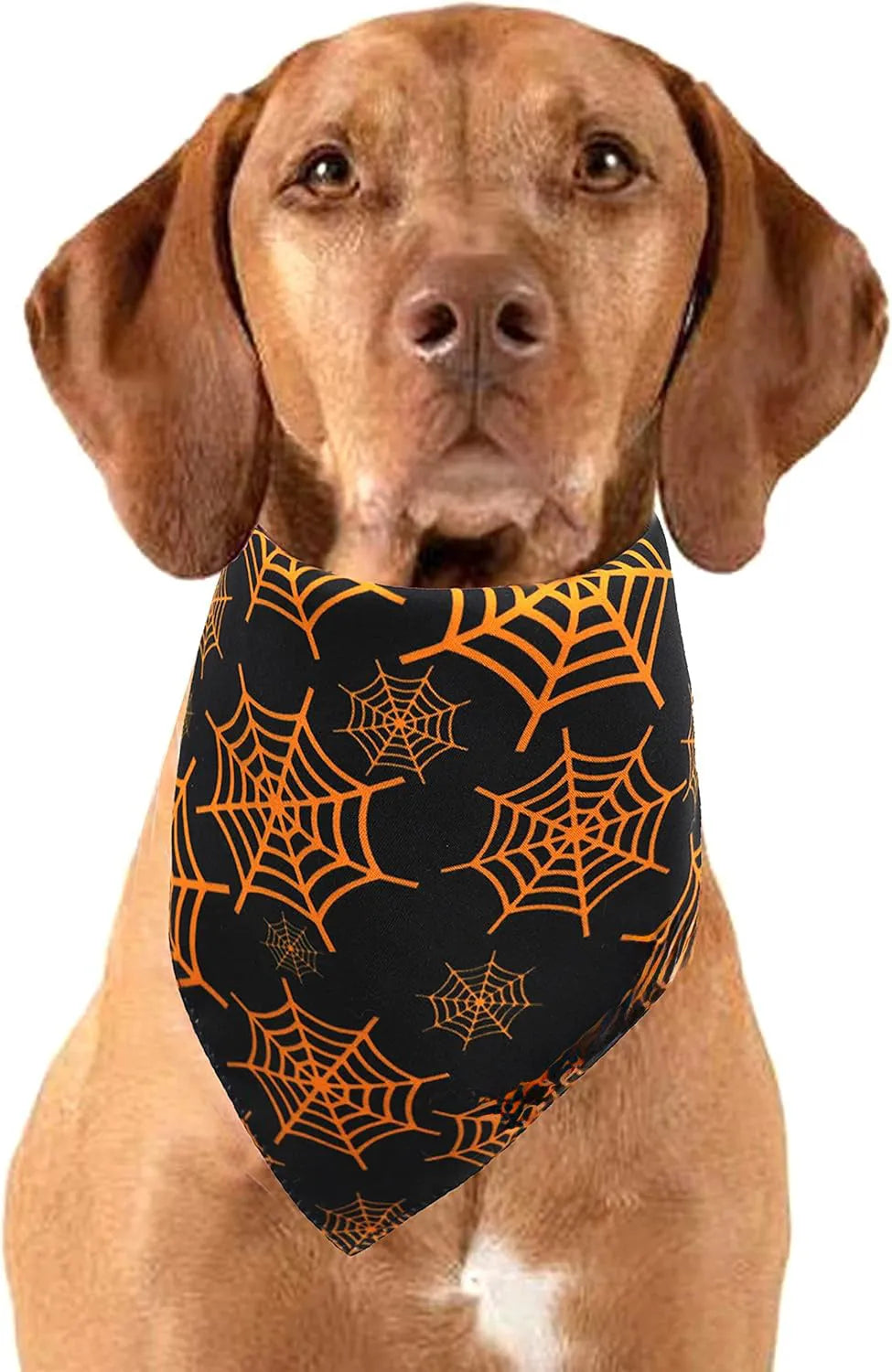 Black and orange reversible triangle dog bandana with Halloween pumpkin and spider web patterns.