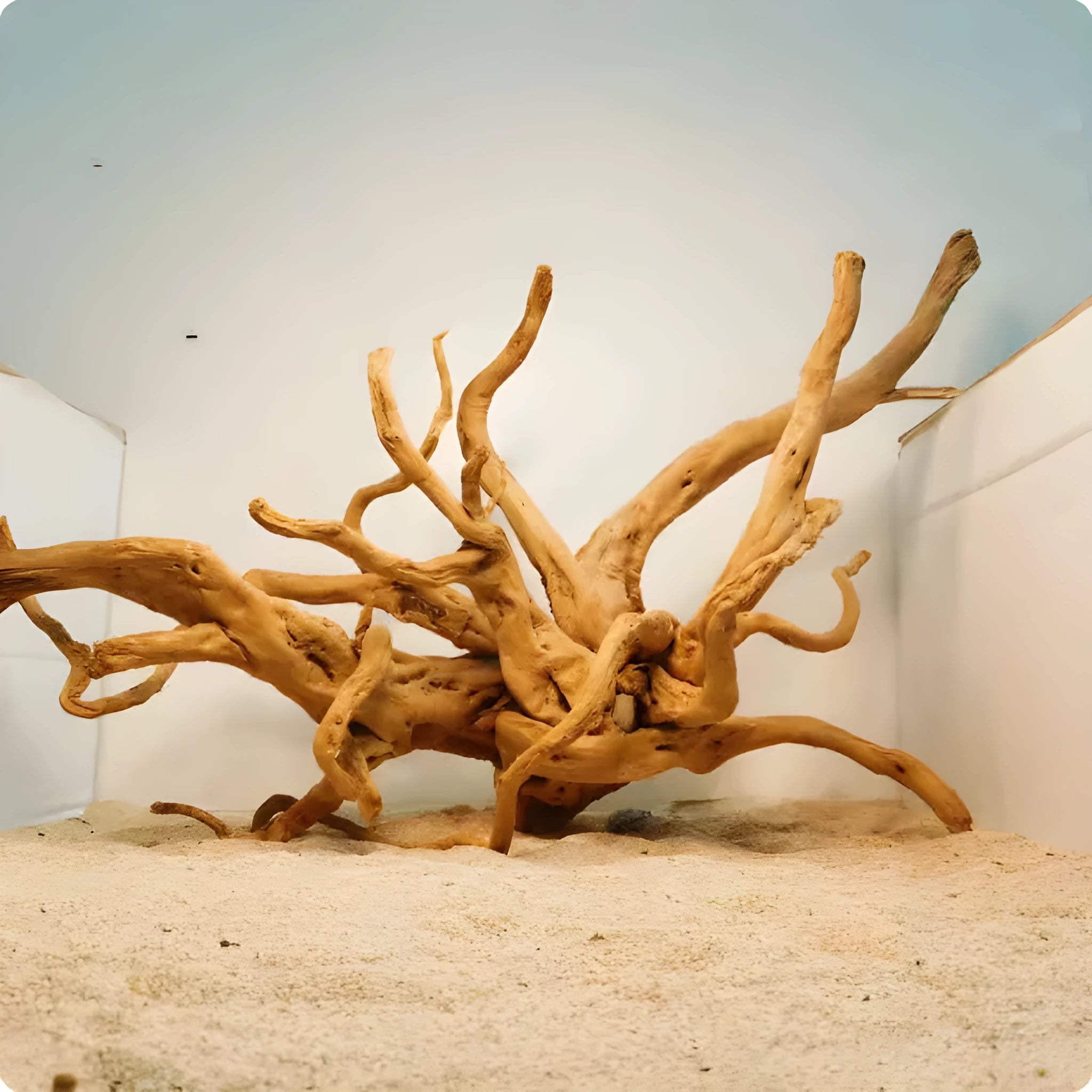 Natural wood Xiaoqi root aquarium decoration ornament for fish tank scenery in various sizes