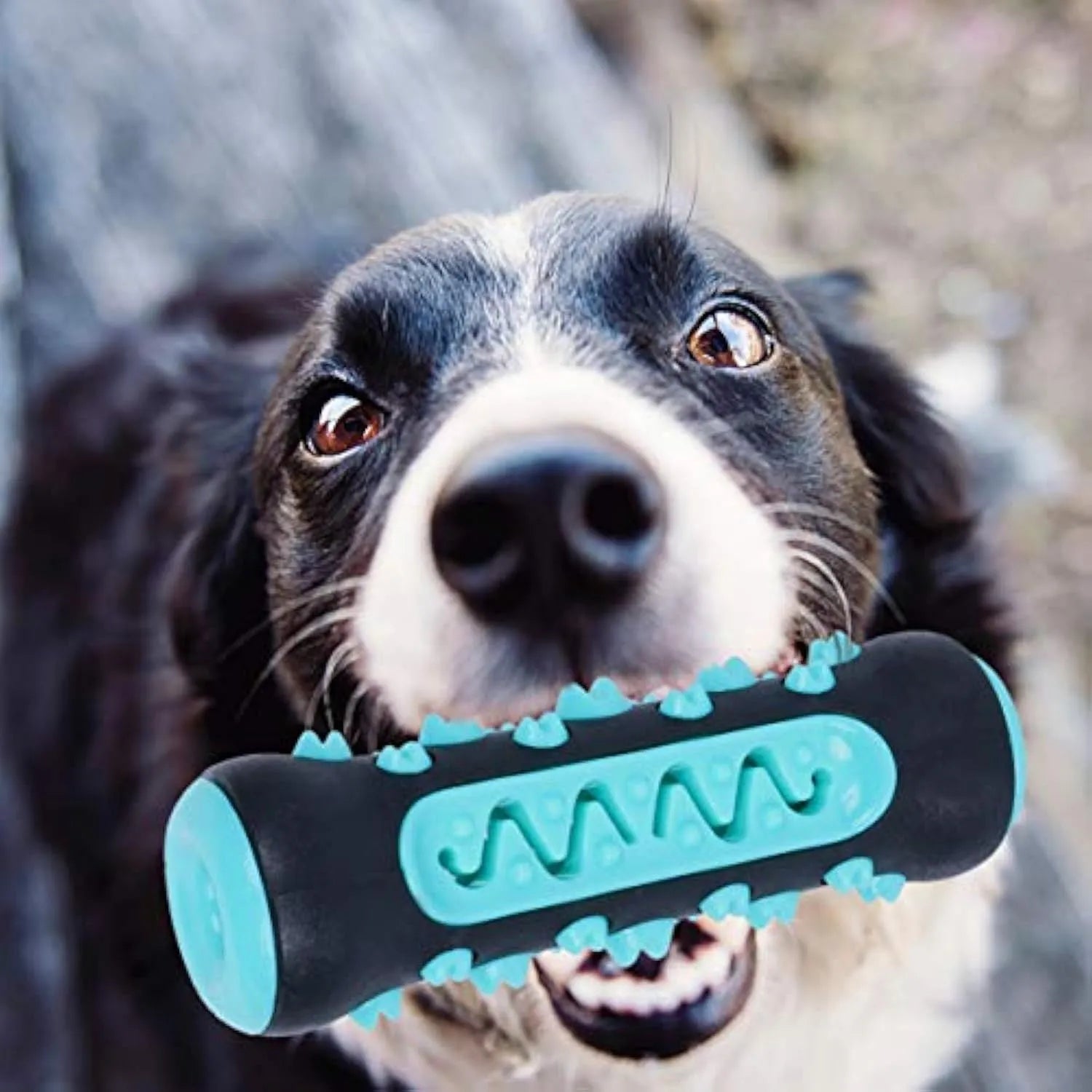 Natural rubber dog toothbrush chew toy for dental cleaning in blue colour