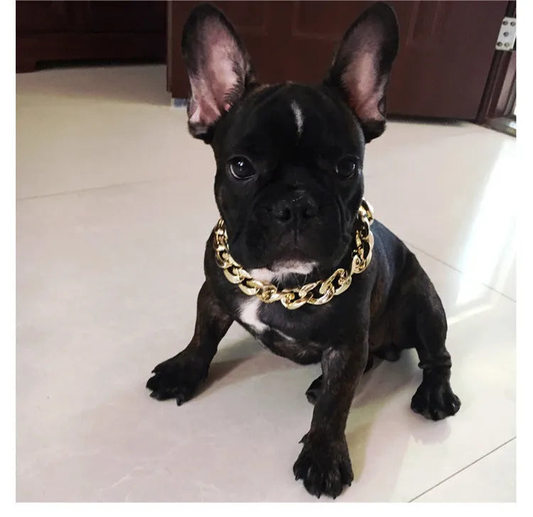Gold twisted chain dog collar with buckle on a white background, showing adjustable size from 21cm to 50cm.