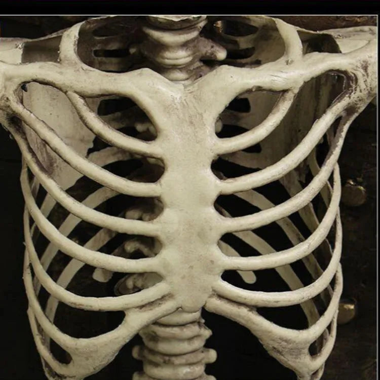Full-size 170cm plastic skeleton prop showing detailed human skull and bone simulation