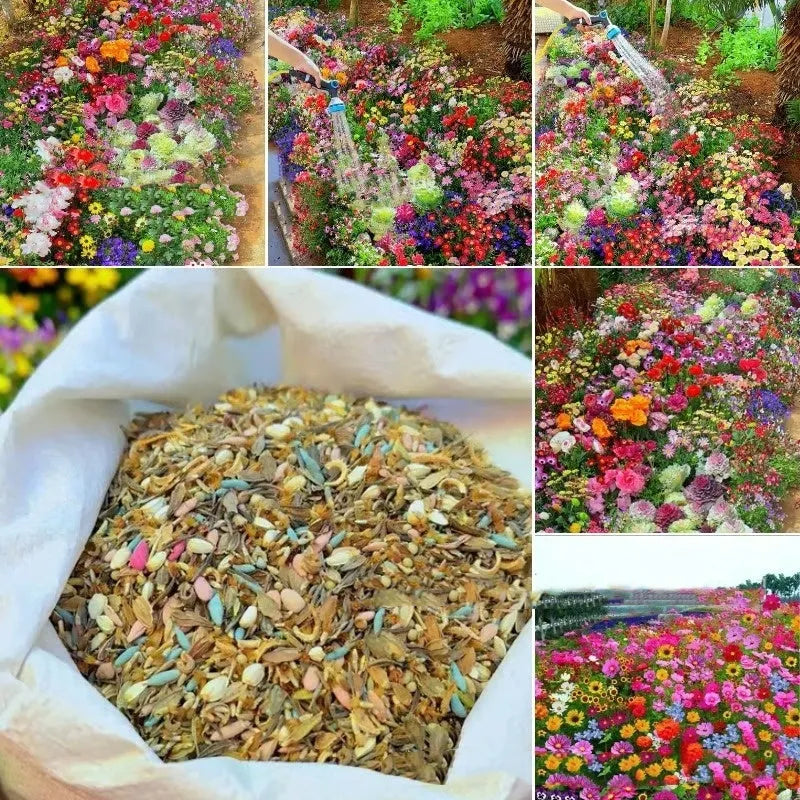 Packet of mixed wildflower seeds containing Purpleflower Holly Leaf for cold and drought resistant garden planting.