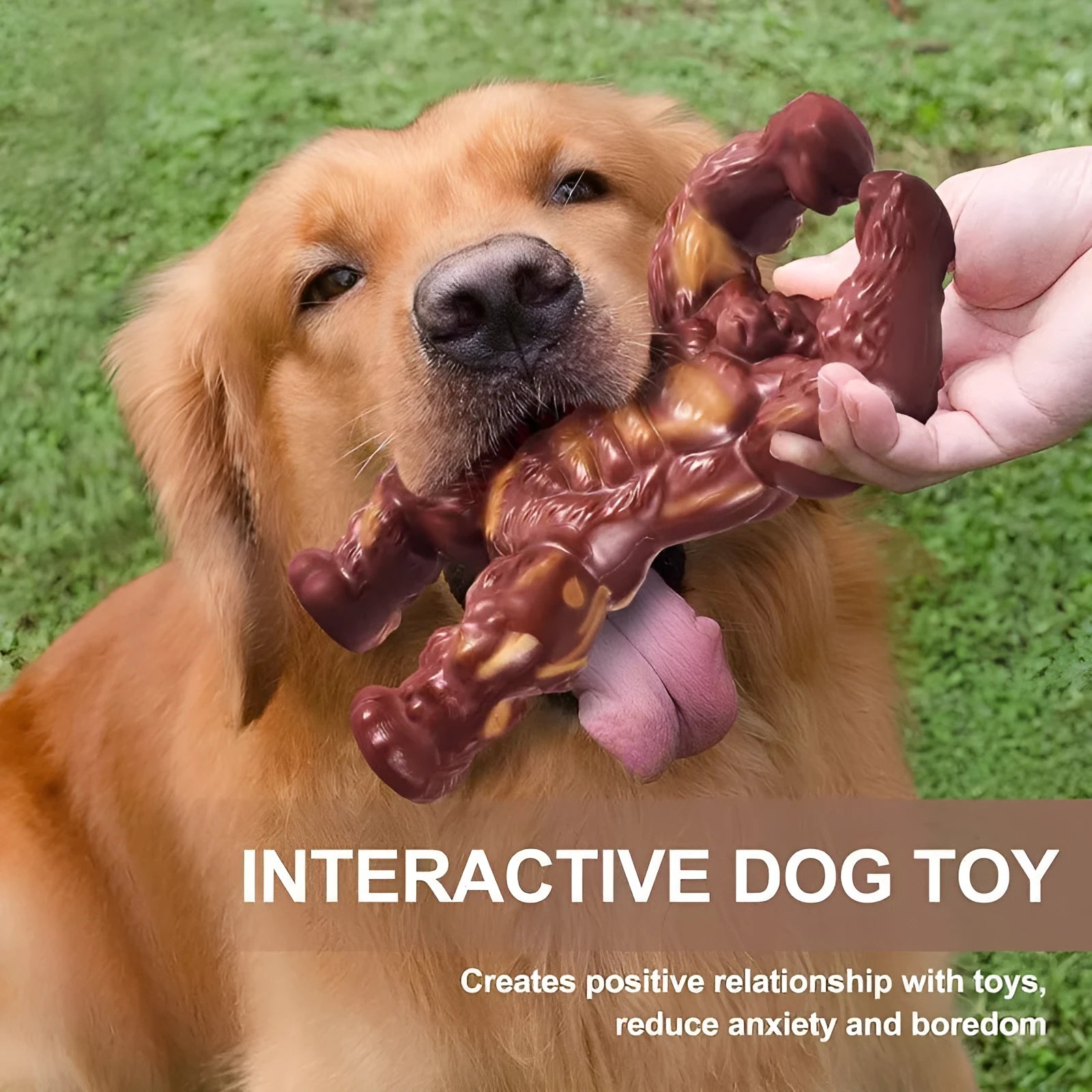 Scarlet red beef flavour nylon dog chew toy for molar nibbling, showing size scale.