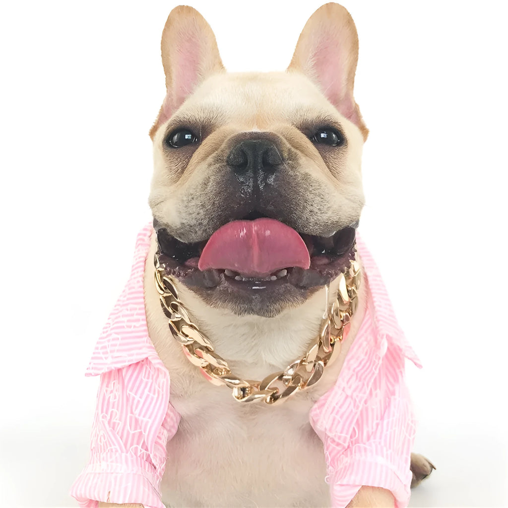 Gold twisted chain dog collar with buckle on a white background, showing adjustable size from 21cm to 50cm.