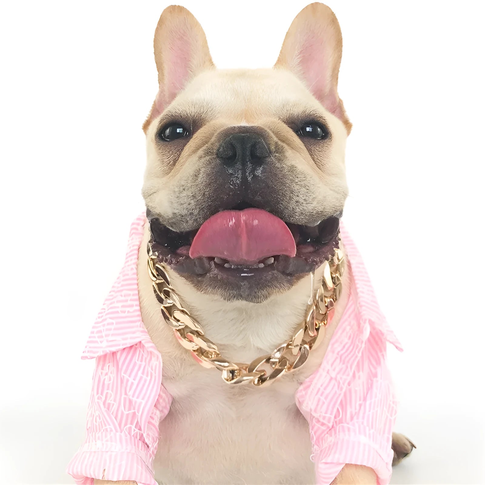 Gold twisted chain dog collar with buckle on a white background, showing adjustable size from 21cm to 50cm.