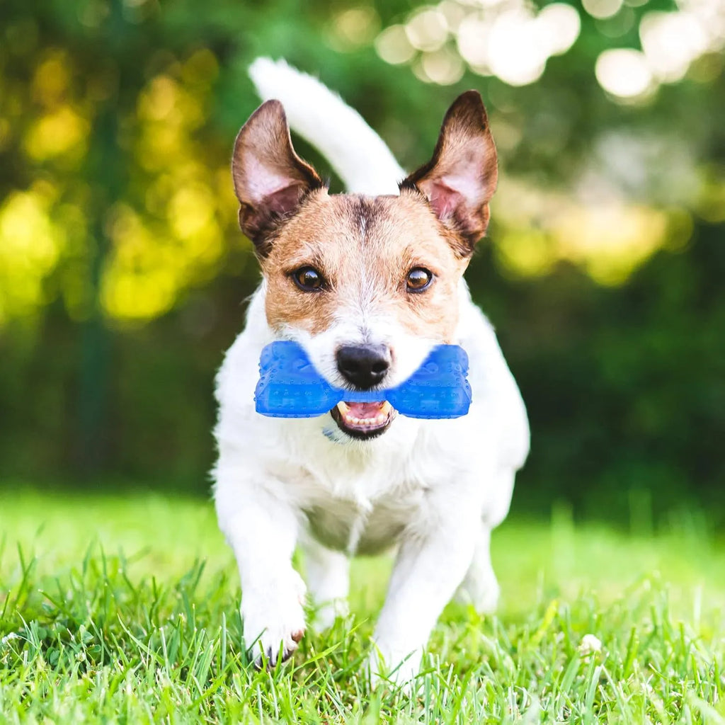 Freezable water-filled dog cooling teether chew toy in bone and circle shapes