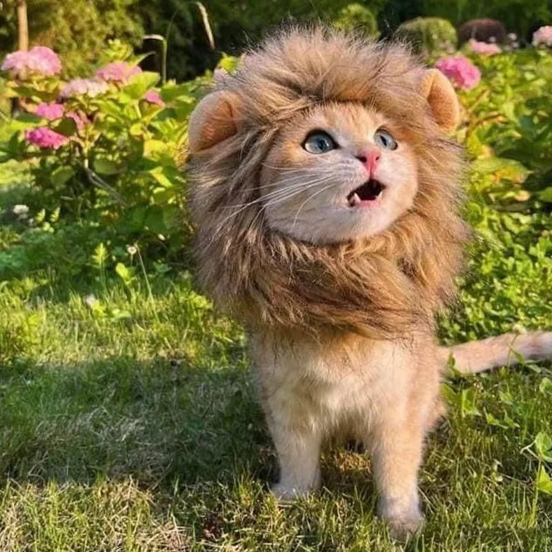 Lion mane wig for cats on a pet, showing adjustable band and realistic artificial hair.
