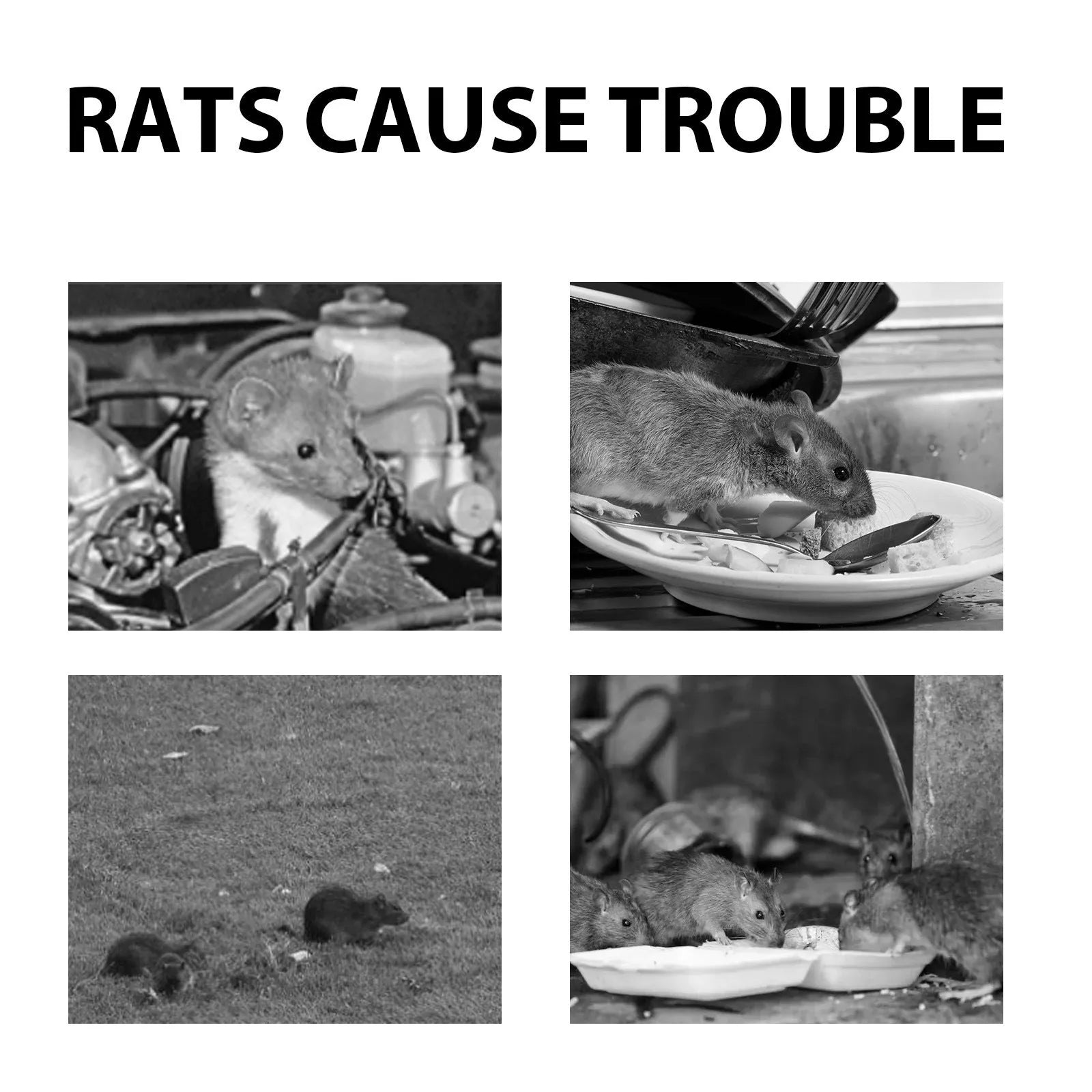 60ml bottle of natural rat repellent spray with clove, peppermint, camphor, and chilli oils