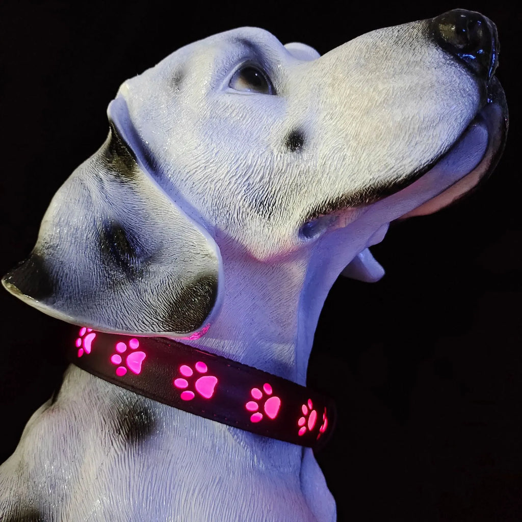 LED light-up dog collar with paw print pattern showing seven colour modes