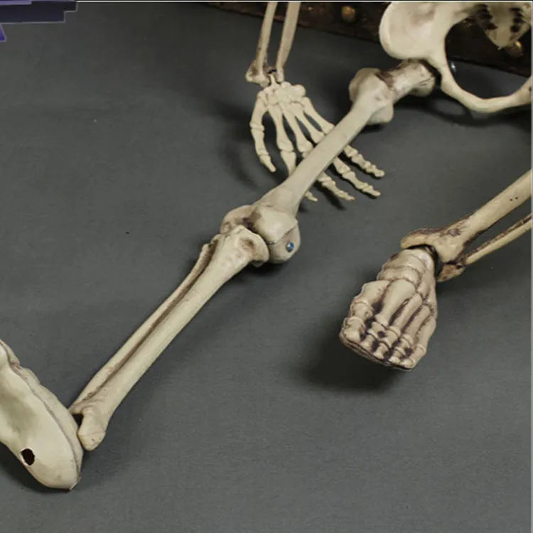 Full-size 170cm plastic skeleton prop showing detailed human skull and bone simulation