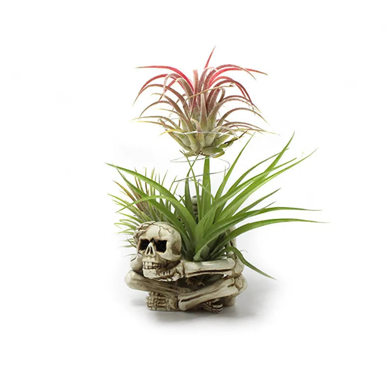 Gothic style resin Tillandsia bracket with skull decoration for air plants, measuring 7cm by 8cm by 12.5cm.