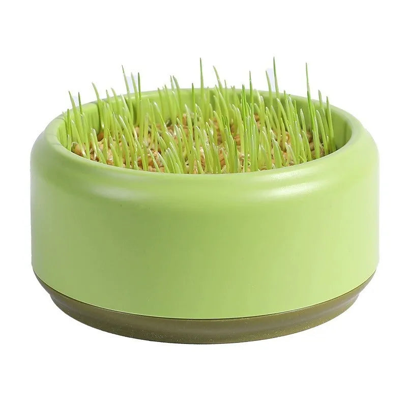 Hydroponic cat grass kit with plastic growing cup and five seed packs for soilless indoor pet grass cultivation
