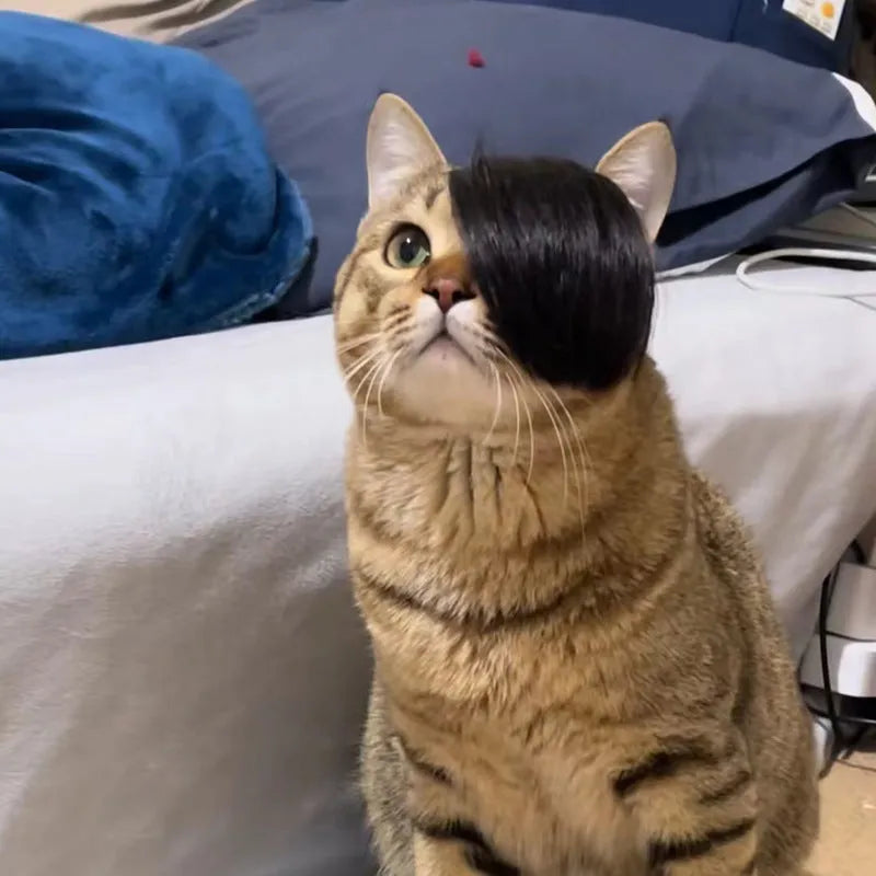 Black imitation braid cat wig with elastic band for pet costume dress up
