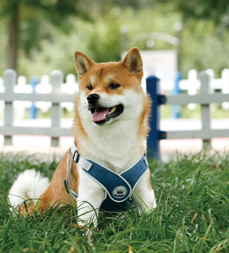 Green adjustable mesh dog harness with reflective strips and a metal D-ring on a dog.