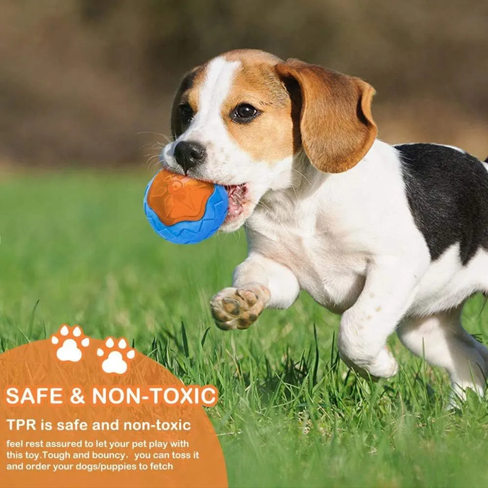 Set of three floating TPR dog toys: a blue ball, an orange barbell, and green tyres on a pool edge.