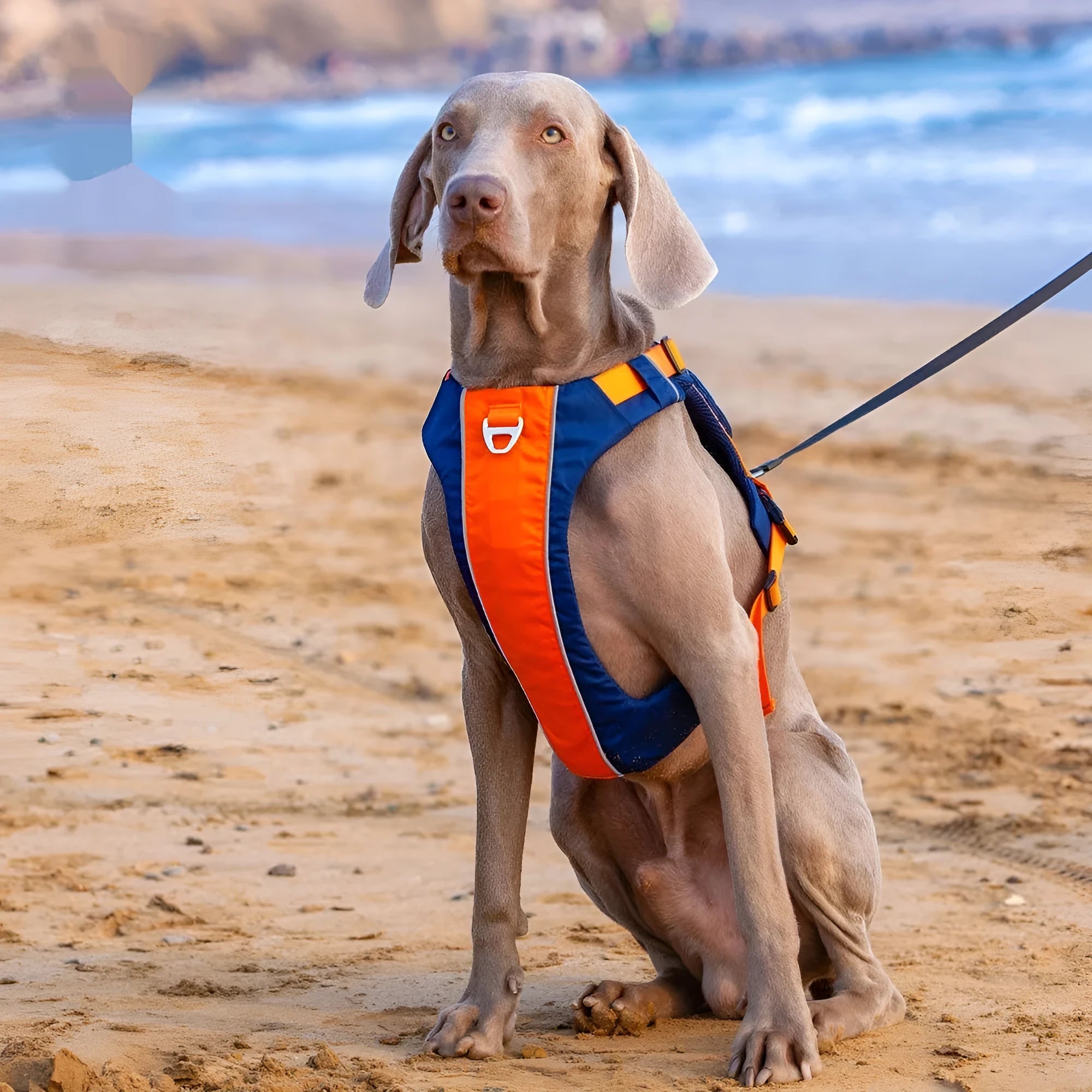 Orange blue nylon dog chest strap vest with hand rope lead shown on medium-sized dog