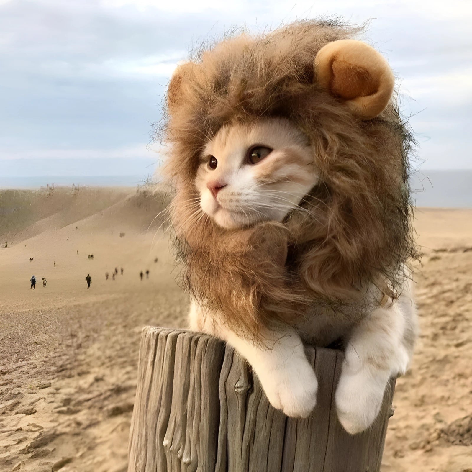 Lion mane wig for cats on a pet, showing adjustable band and realistic artificial hair.