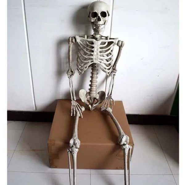 Full-size 170cm plastic skeleton prop showing detailed human skull and bone simulation
