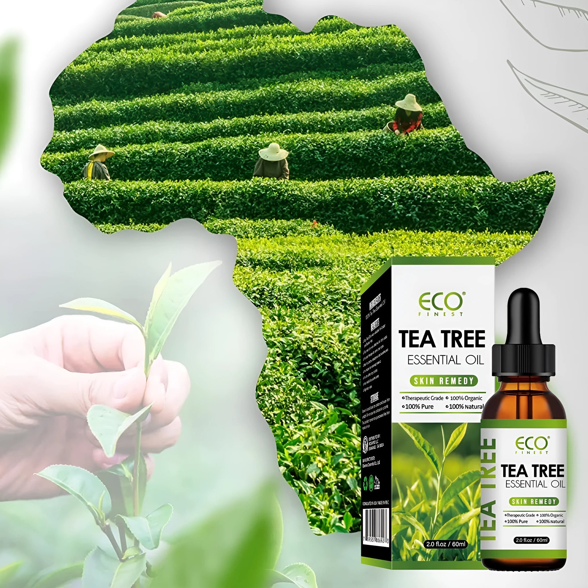60ml bottle of tea tree essential oil for massage and skincare use.