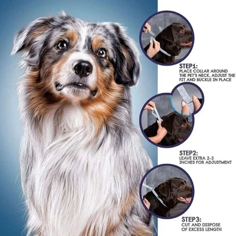Rainbow coloured plastic flea collar for pets, shown in cat and dog size options.