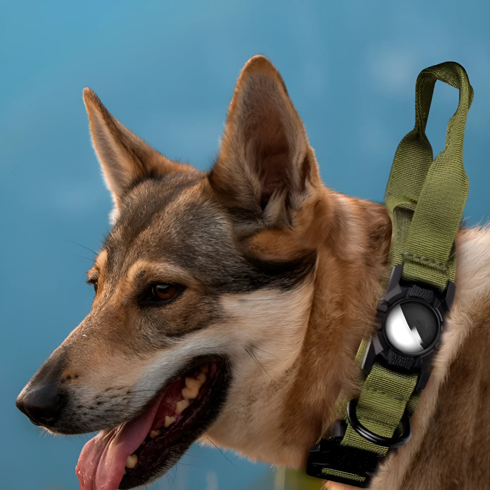 Polyester dog AirTag collar holder in black on a dog collar