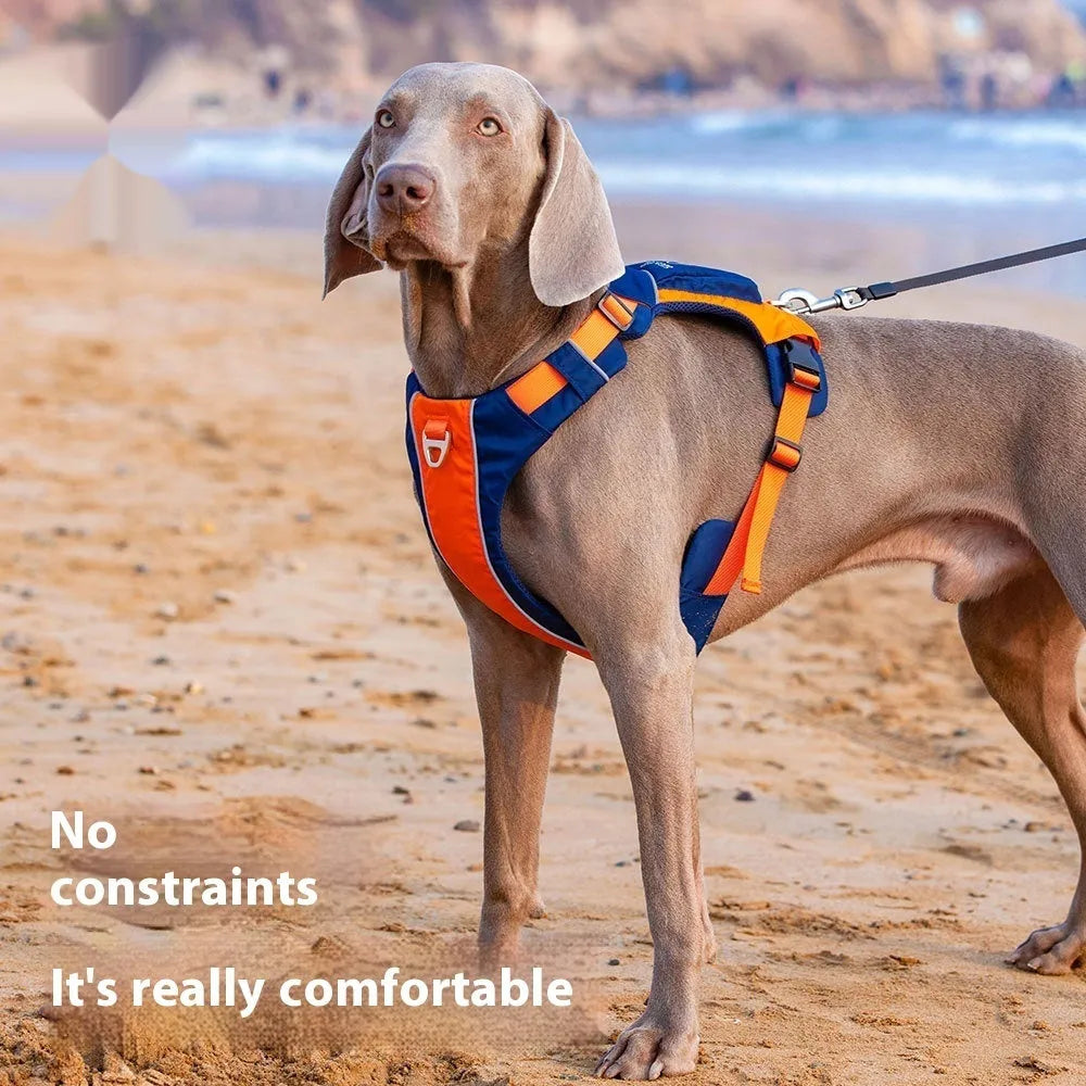 Orange blue nylon dog chest strap vest with hand rope lead shown on medium-sized dog