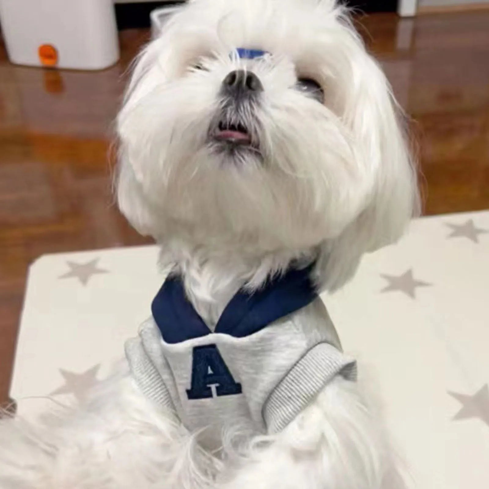 Blue and grey-white pet hoodie with reflective lettering for cats and dogs