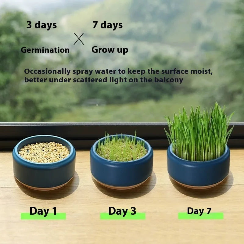 Hydroponic cat grass kit with plastic growing cup and five seed packs for soilless indoor pet grass cultivation