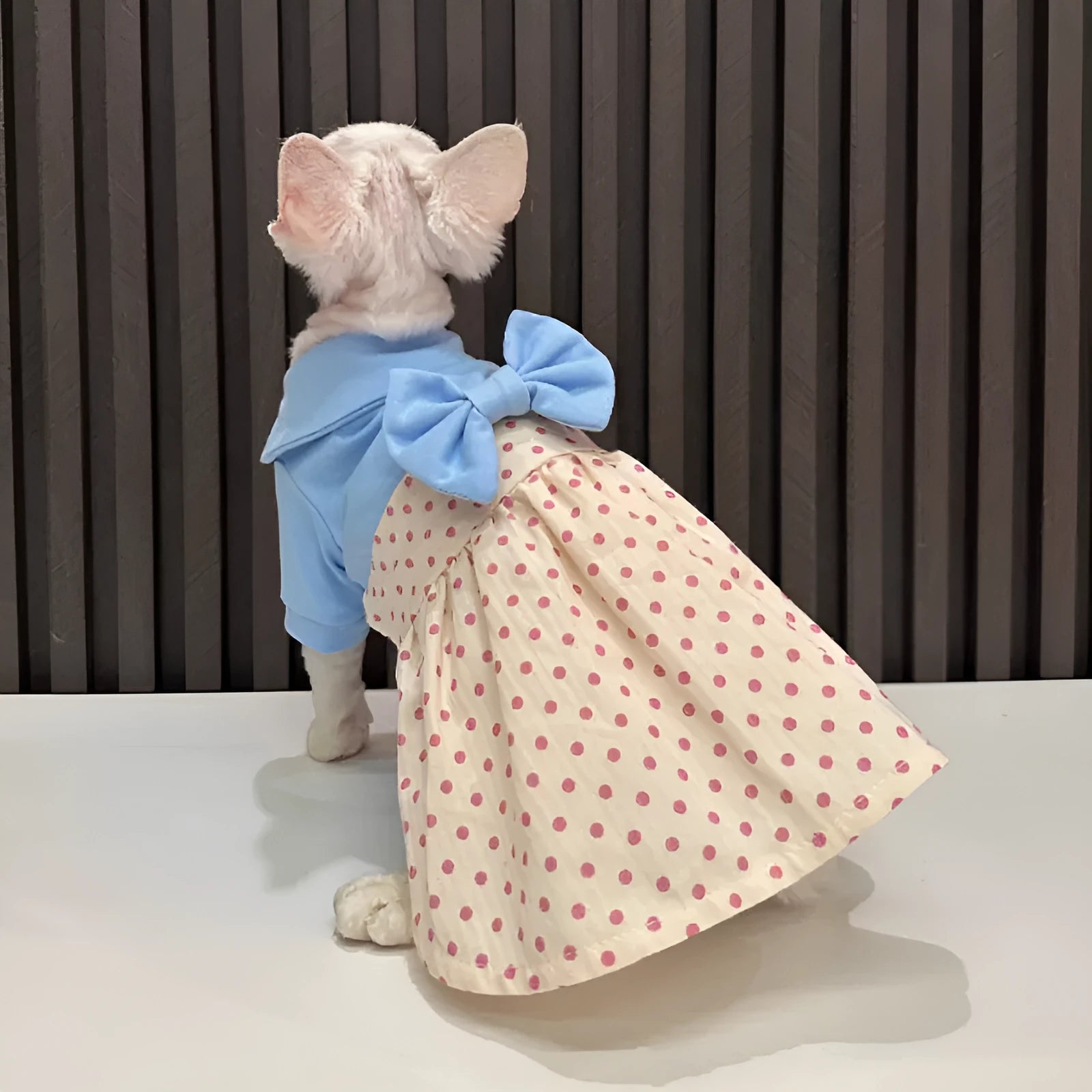 Hairless cat wearing a polka dot skirt with a detachable bow, lying down