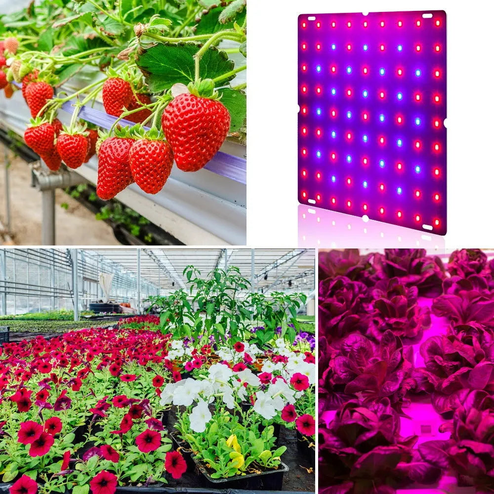 D-section aluminium LED plant light with hook for growing fruits and vegetables indoors.