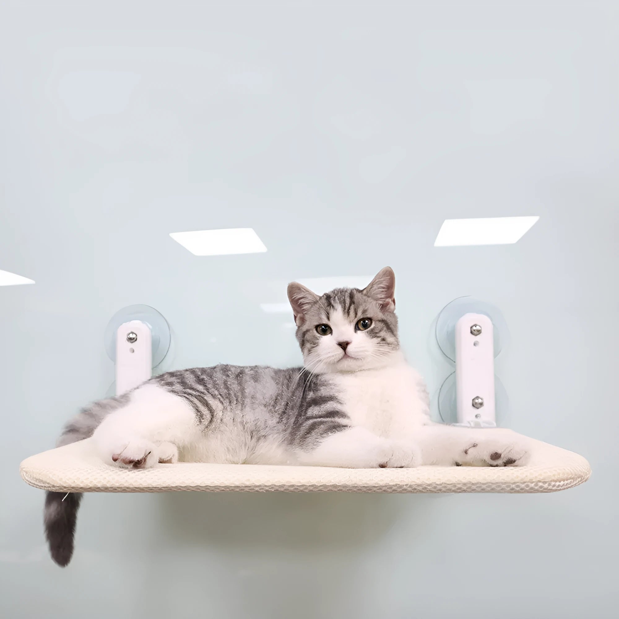 Foldable stainless steel cat hammock with suction cups mounted on window