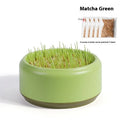Hydroponic cat grass kit with plastic growing cup and five seed packs for soilless indoor pet grass cultivation